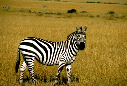 Grant's Zebra