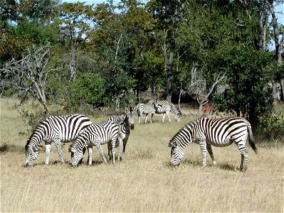 L15zebras