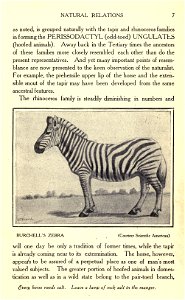 A sketch of the development of the modern horse,  by F. S. Cooley. Bickmore's horse book.