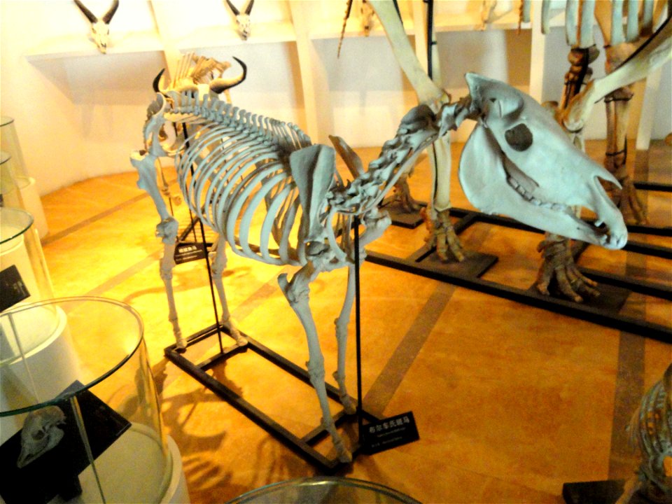 Skeleton exhibit in the Kunming Natural History Museum of Zoology (昆明动物博物馆), Kunming, Yunnan, China.