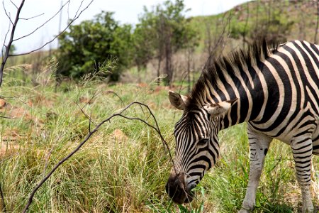 Zebra in South Africa (possibly in Gauteng province). Image was taken in 2013. photo
