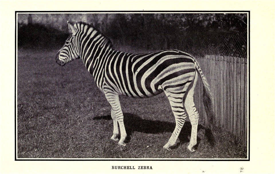 The horse book; a practical treatise on the American horse breeding industry as allied to the farm, by J. H. S. Johnstone.