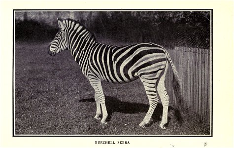 The horse book; a practical treatise on the American horse breeding industry as allied to the farm, by J. H. S. Johnstone.
