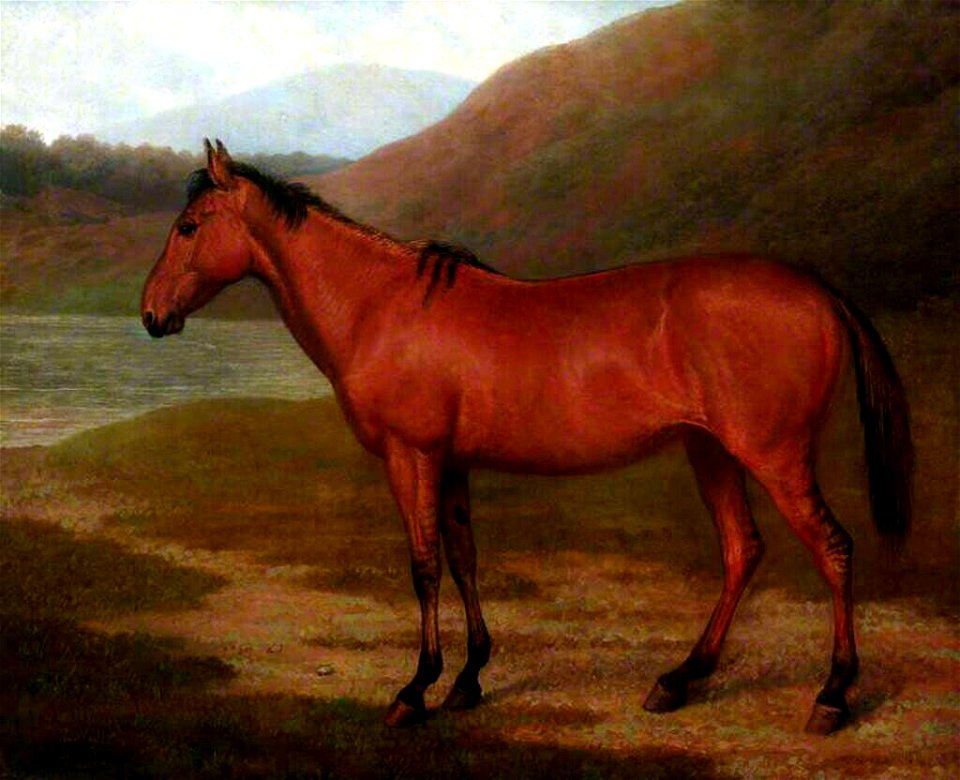 Painting of Lord Morton's hybrid quagga/horse mare.[1]