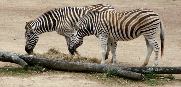 Zebra, Auckland Zoo