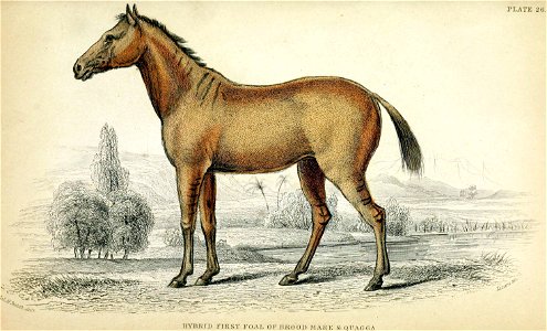 Hybrid first foal of brood mare and quagga.