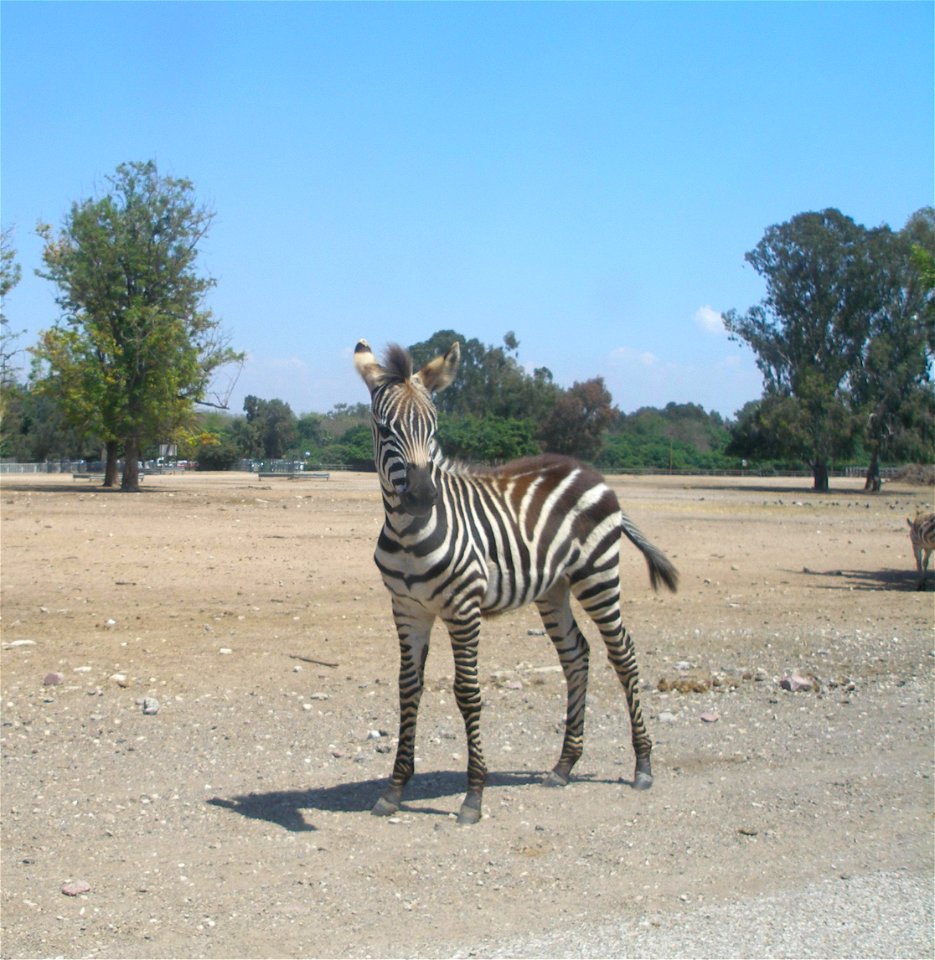 Plains Zebra. Taken in the Zoological Center of Tel Aviv-Ramat Gan, Israel