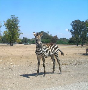 Plains Zebra. Taken in the Zoological Center of Tel Aviv-Ramat Gan, Israel
