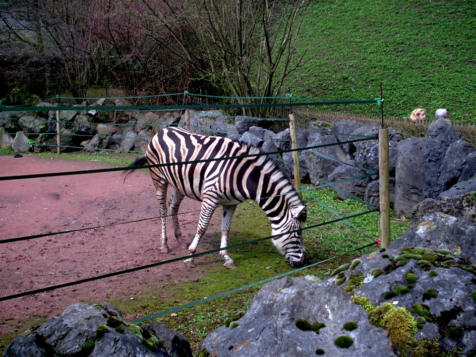 Zebra of maubeuge's zoo france Nord