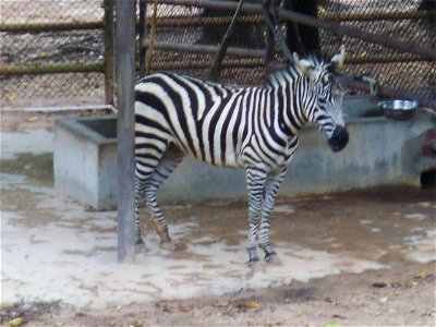 喺深圳野生動物園度影嘅斑馬！