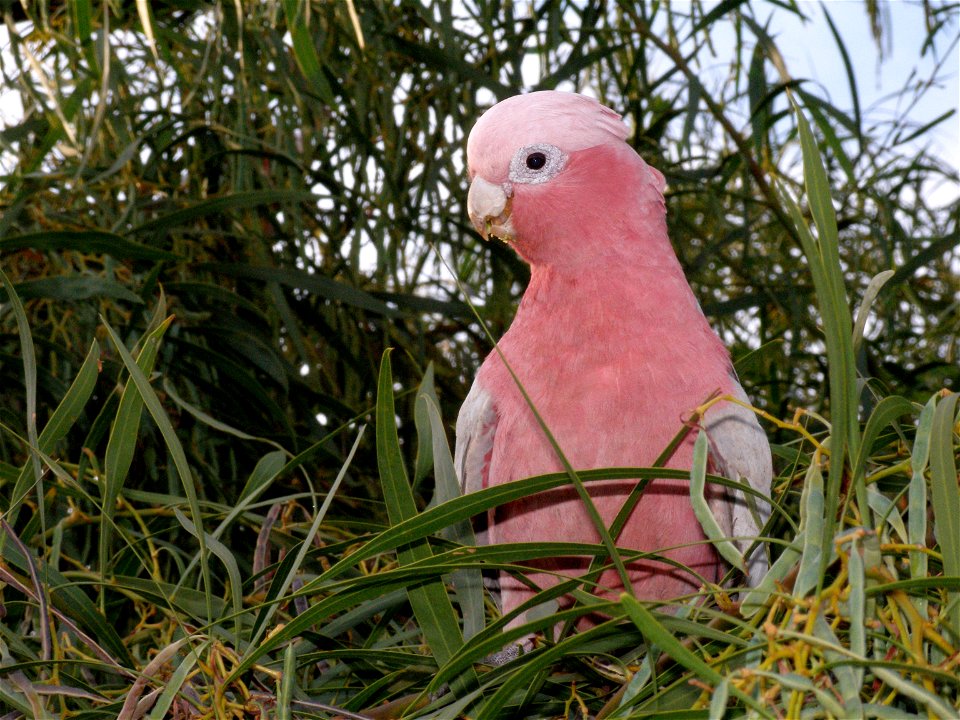 Galah, Eolophus roseicapillus, in a local wattle (Acacia saligna) tree. Perth, Western Australia.