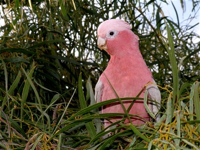 Galah, Eolophus roseicapillus, in a local wattle (Acacia saligna) tree. Perth, Western Australia.