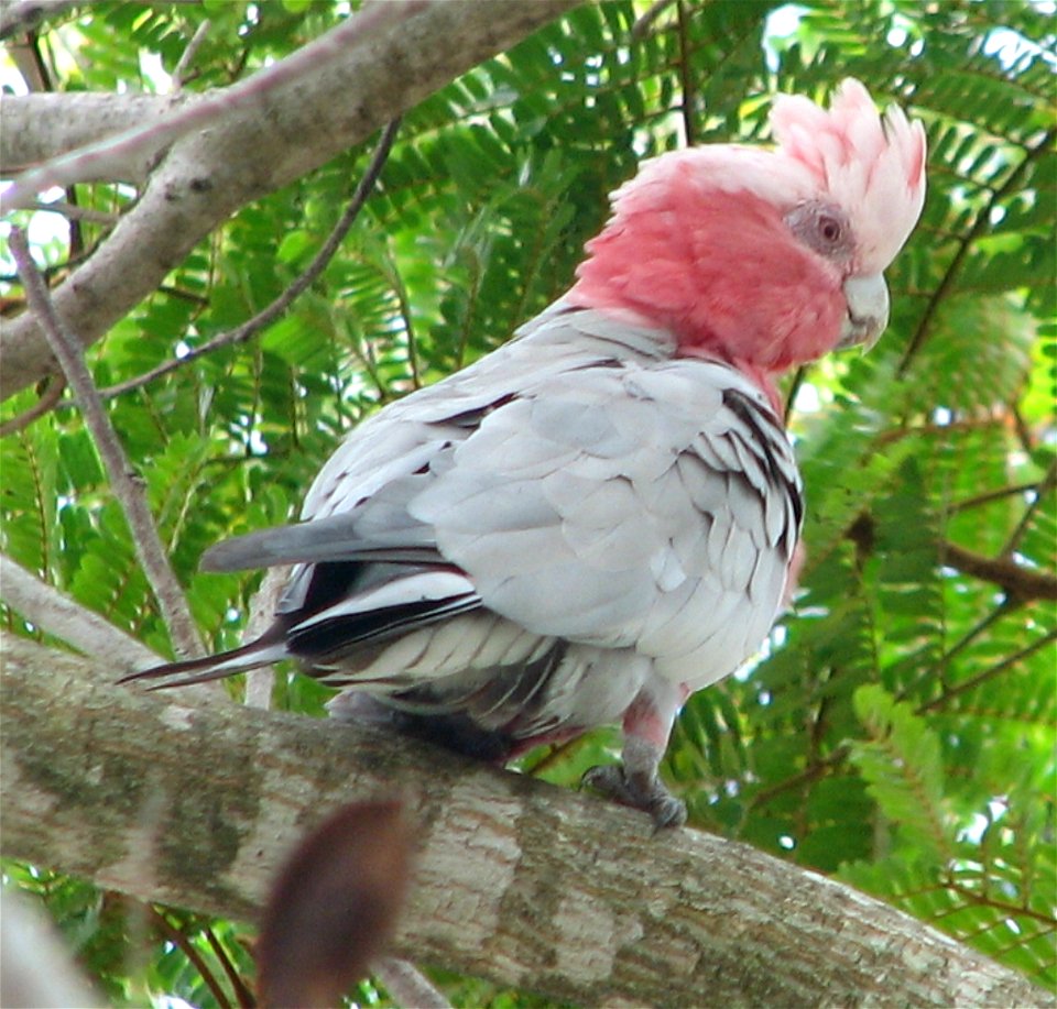 Galah, found in Central Queensland, Australia
