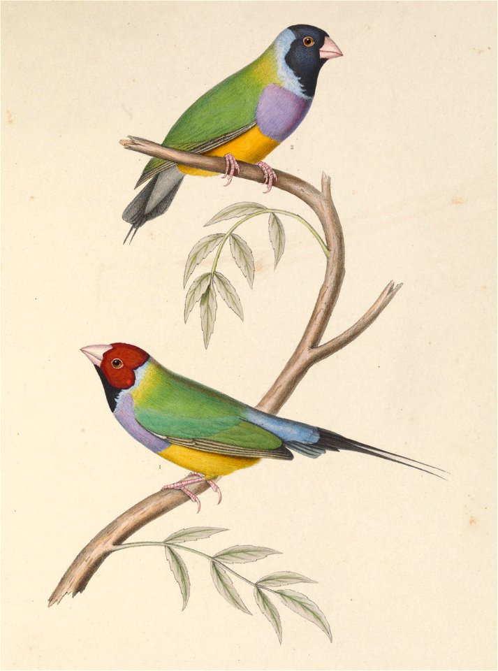 Poephila mirabilis = Erythrura gouldiae (Gouldian Finch)