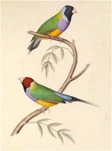 Poephila mirabilis = Erythrura gouldiae (Gouldian Finch)