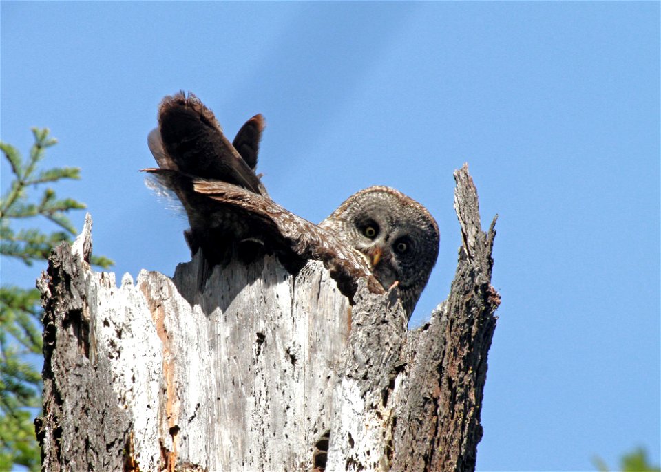 Nesting Great Gray Owl.

Photo by Medford District biologist, Norm Barrett.