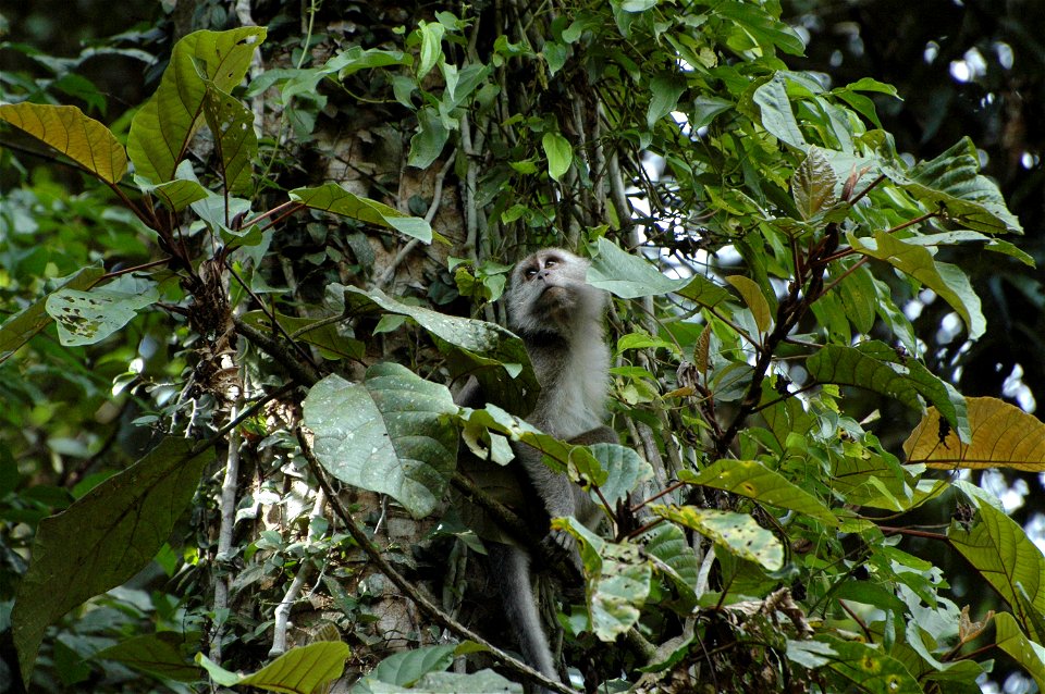 Crab eating Macaque (Macaca_fascicularis) in Borneo