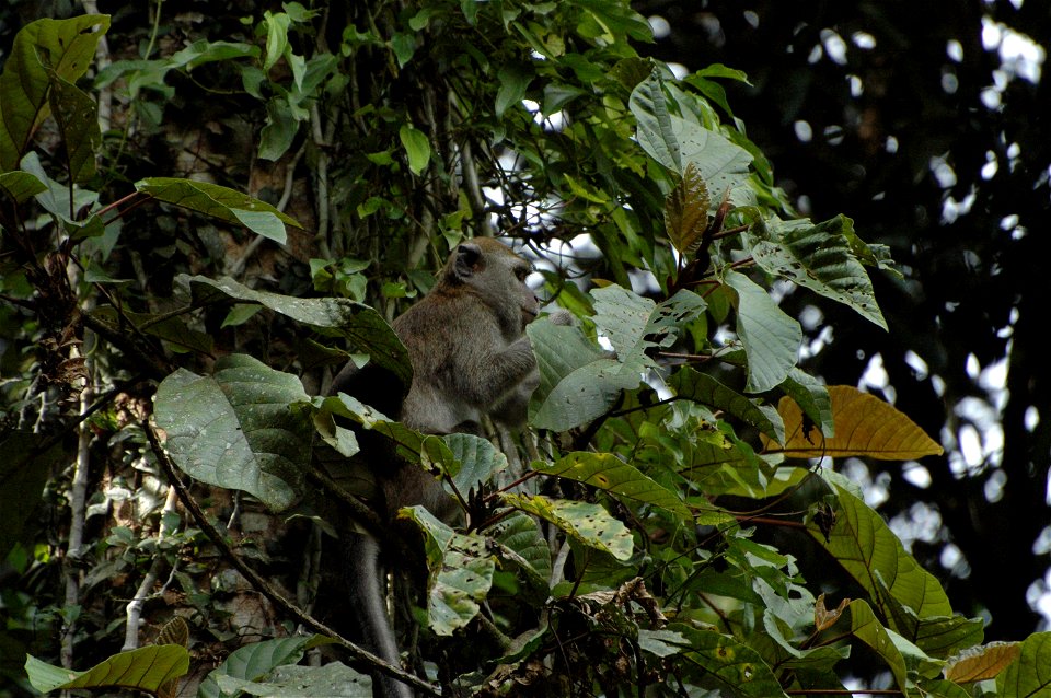 Crab eating Macaque (Macaca_fascicularis) in Borneo