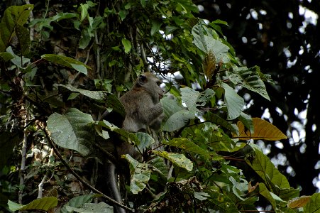 Crab eating Macaque (Macaca_fascicularis) in Borneo