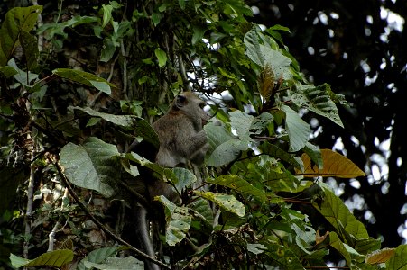 Crab eating Macaque (Macaca_fascicularis) in Borneo photo