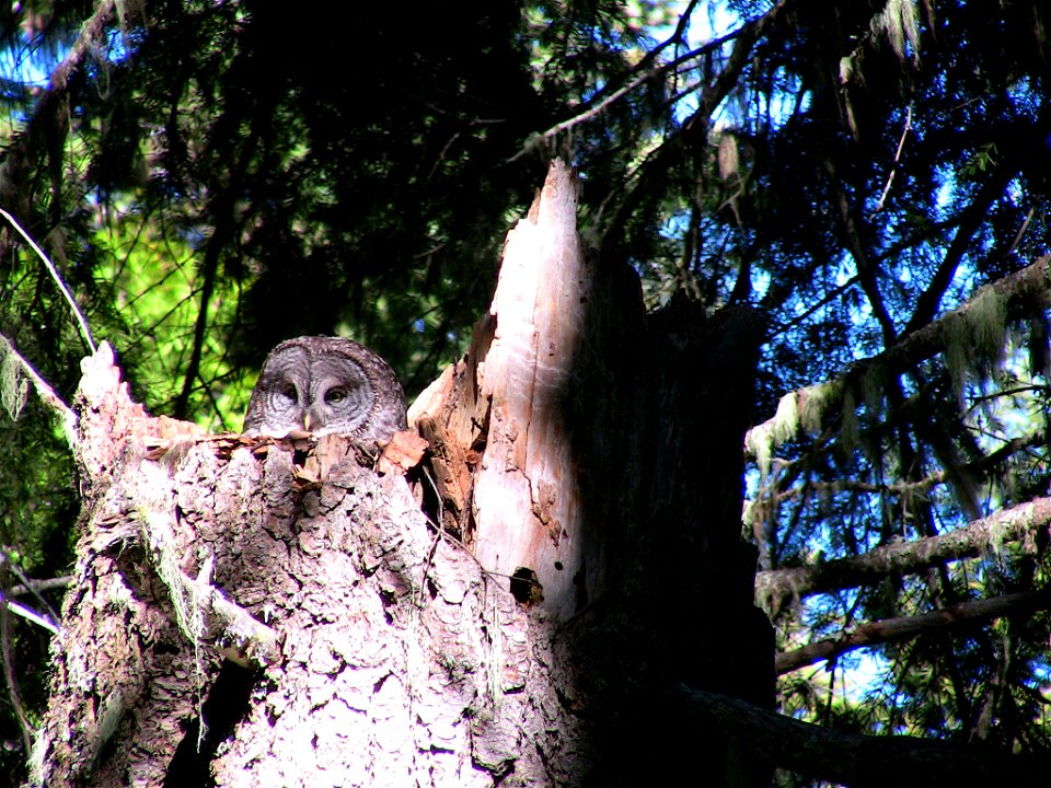 Nesting Great Gray Owl.

Photo by Medford District biologist, Norm Barrett.