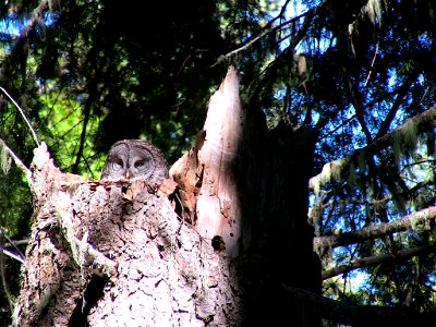 Nesting Great Gray Owl. Photo by Medford District biologist, Norm Barrett. photo