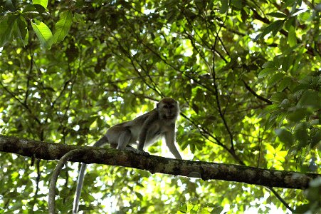 Crab eating Macaque (Macaca_fascicularis) in Borneo photo