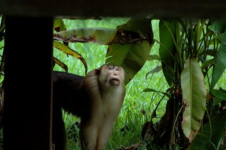 Crab eating Macaque (Macaca_fascicularis) in Borneo photo