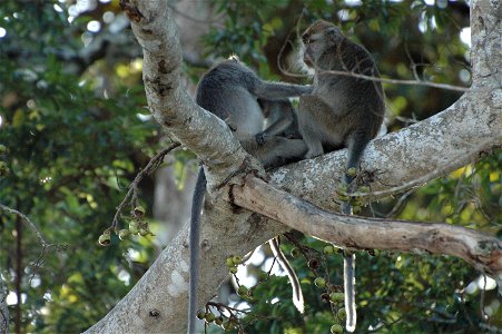 Crab eating Macaque (Macaca_fascicularis) in Borneo photo