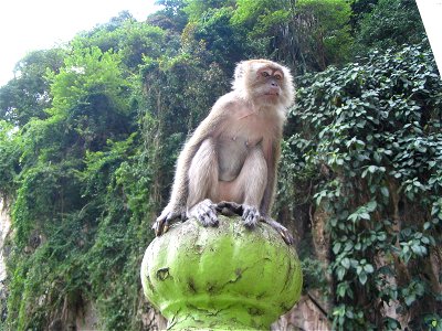 Macaque crabier (femelle) -Macaca fascicularis à Batu Cave- Selangor - Malaisie