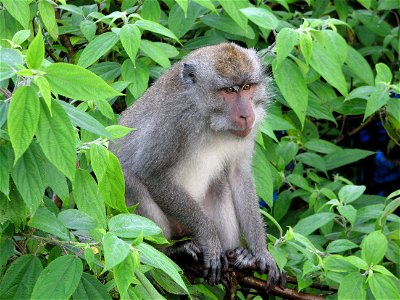 monkey (Indonesia) photo