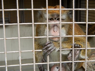 Crab-eating macaque, Philippine long-tailed macaque (Macaca fascicularis philippensis) Macaca fascicularis Macaca fascicularis (juvenile) Mammals of the Philippines Nature of Palawan in People's Park photo