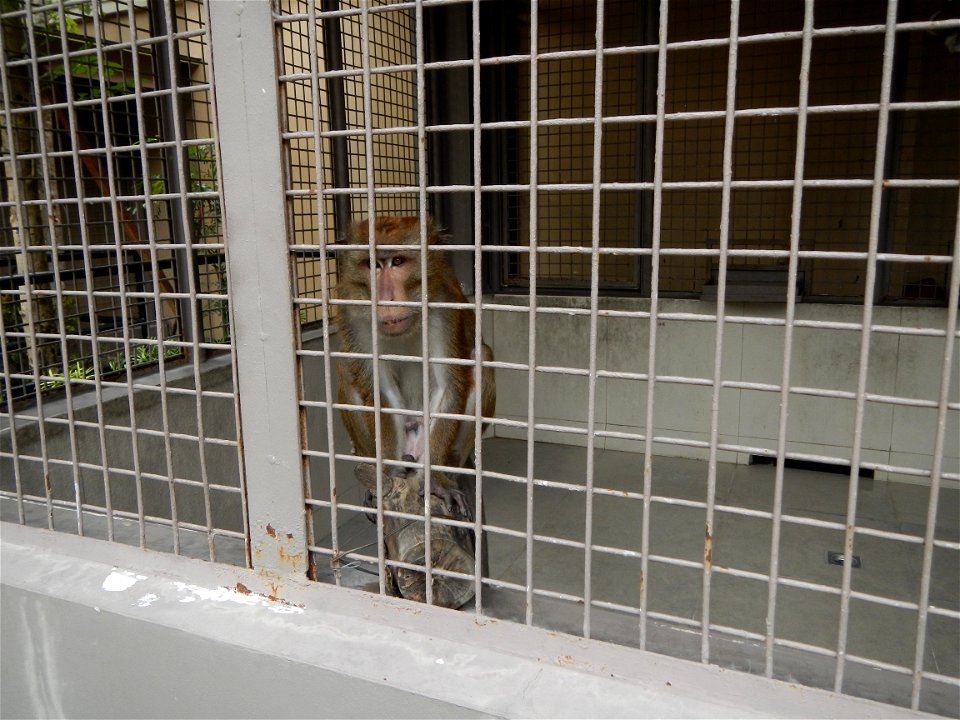 Crab-eating macaque, 
Philippine long-tailed macaque (Macaca fascicularis philippensis) Macaca fascicularis Macaca fascicularis (juvenile) Mammals of the Philippines Nature of Palawan in People's Park