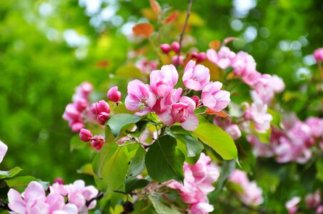 Flowering tree tree branch photo