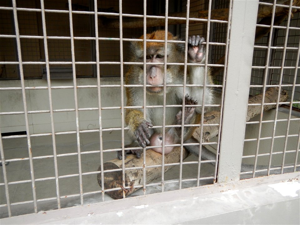 Crab-eating macaque, 
Philippine long-tailed macaque (Macaca fascicularis philippensis) Macaca fascicularis Macaca fascicularis (juvenile) Mammals of the Philippines Nature of Palawan in People's Park