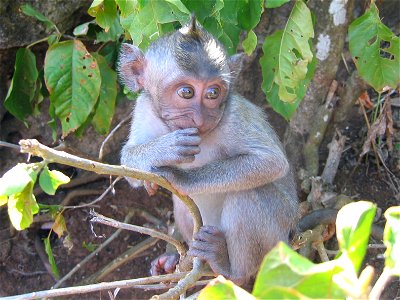 Juvenile Macaque photographed in w:Nusa Penida, w:Bali, w:Indonesia