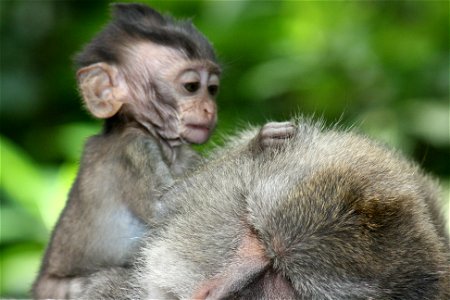A young Crab-eating Macaque monkey grooming in Ubud Monkey Forest.