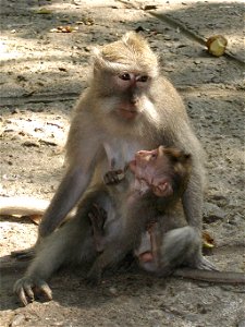 Mother and Child in the Ubud (Bali, Indonesia) Monkey Forest Sanctuary.