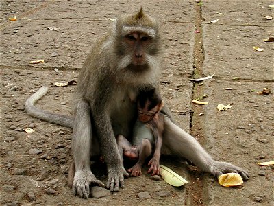 Two macaques in the Ubud Monkey Forest Sanctuary; Indonesia. photo