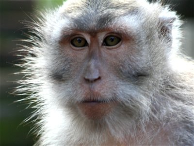 Adult Macaque photographed in w:Nusa Penida, w:Bali, w:Indonesia