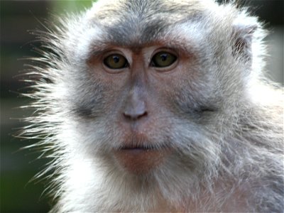 Adult Macaque photographed in w:Nusa Penida, w:Bali, w:Indonesia photo