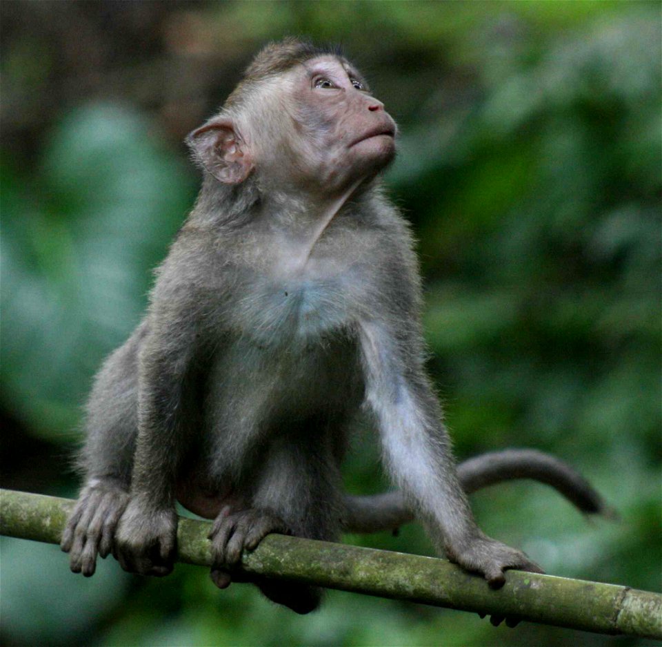 A Crab-eating Macaque in Ubud Monkey Forest