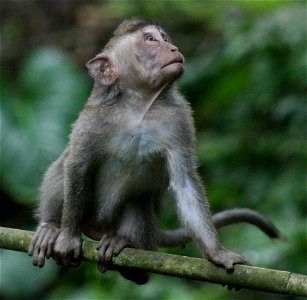 A Crab-eating Macaque in Ubud Monkey Forest photo