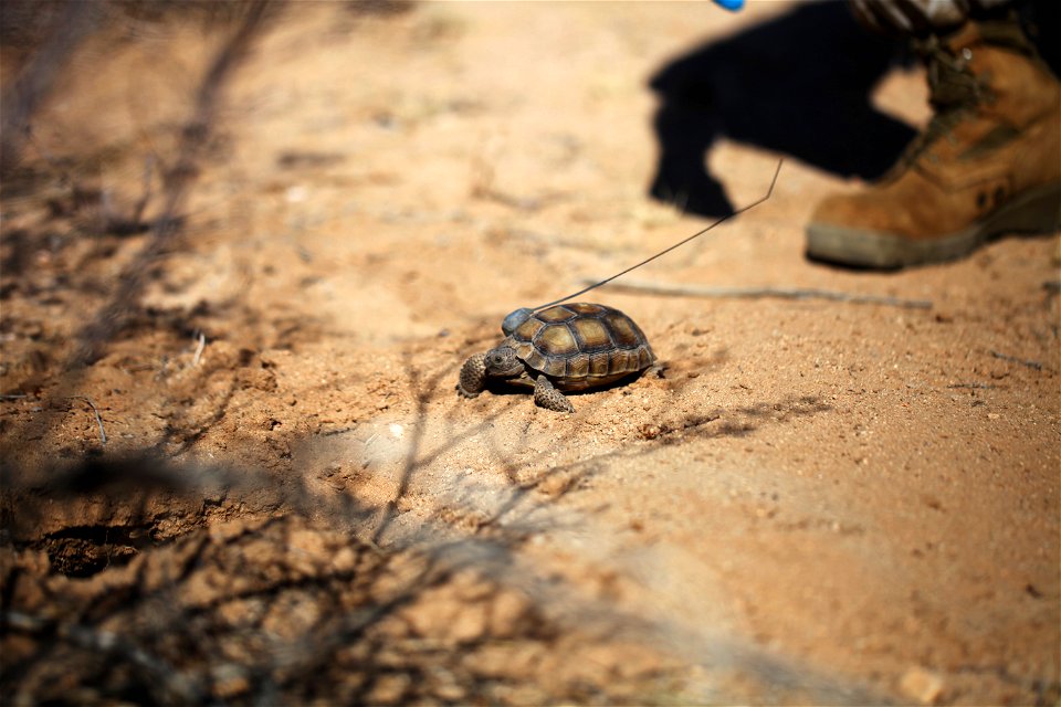 Tortoise 2-4 takes her first steps in the wild after being released at the Natural Resources and Environmental Affairs-hosted ceremony for the first release of tortoises from the Combat Center’s Deser