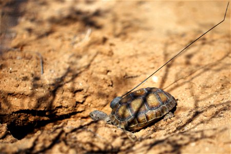 Tortoise 2-4 takes her first steps in the wild after being released at the Natural Resources and Environmental Affairs-hosted ceremony for the first release of tortoises from the Combat Center’s Deser