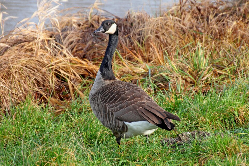 Water bird nature aquatic animals