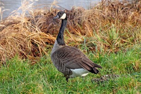 Water bird nature aquatic animals