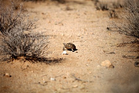 Tortoise 2-4 heads off in to the wild after being released at the Natural Resources and Environmental Affairs-hosted ceremony for the first release of tortoises from the Combat Center’s Desert Tortois