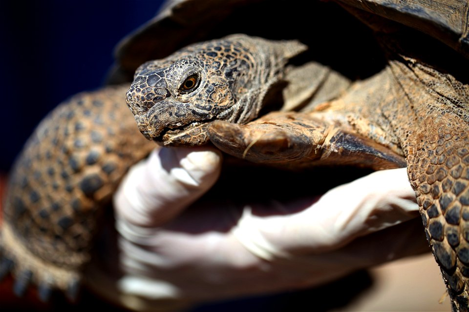 A wild male tortoise visits the Natural Resources and Environmental Affairs-hosted ceremony for the first release of tortoises from the Combat Center’s Desert Tortoise Headstart Program, September 30,