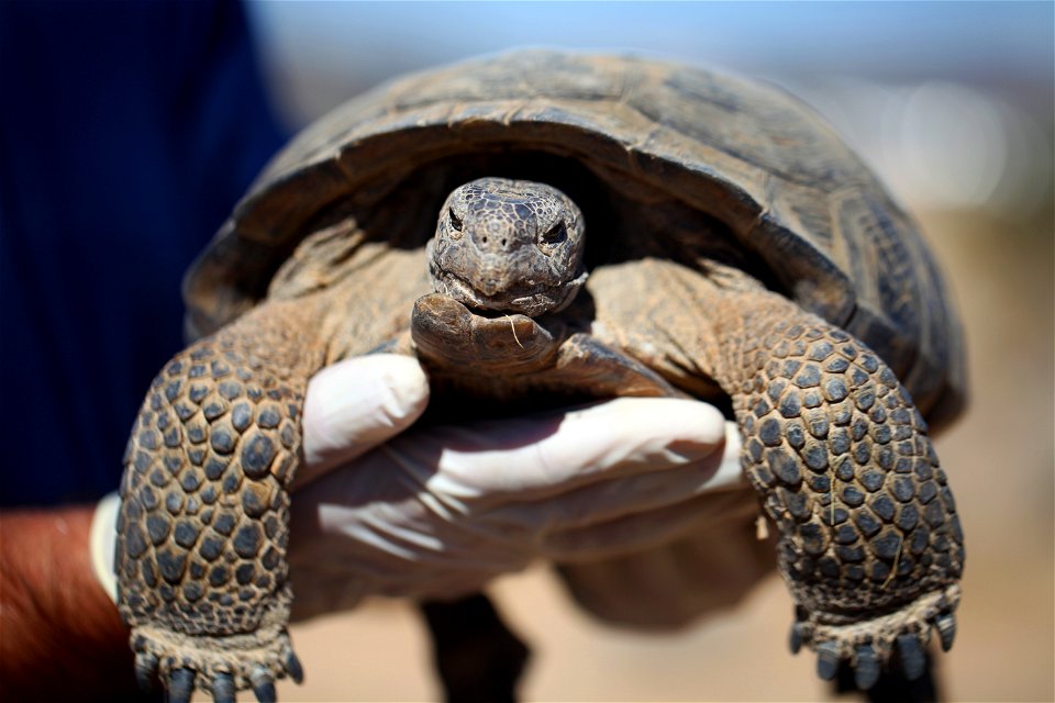 A wild male tortoise visits the Natural Resources and Environmental Affairs-hosted ceremony for the first release of tortoises from the Combat Center’s Desert Tortoise Headstart Program, September 30,